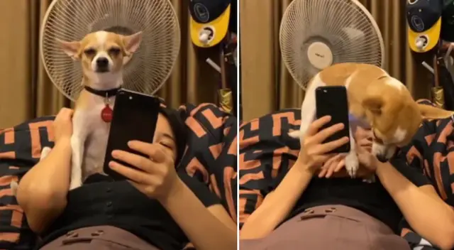 El perrito chihuahua trató de ganarse la atención de su dueña. El perrito chihuahua trató de ganarse la atención de su dueña.