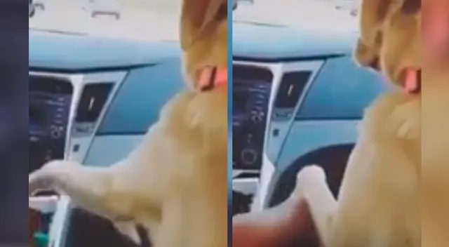 El curioso pedido que tiene una perrita cuando su dueño está manejando