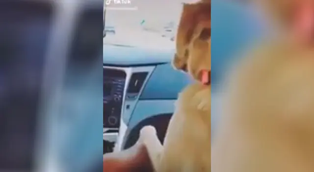El curioso pedido que tiene una perrita cuando su dueño está manejando