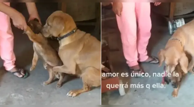 El clip cuenta con miles de reproducciones en Facebook. El clip cuenta con miles de reproducciones en Facebook.