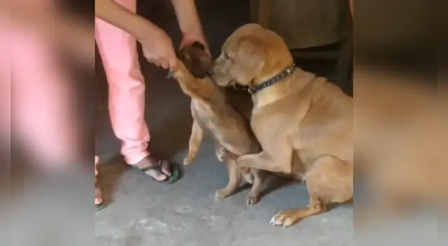 La emotiva escena se ha robado el corazón de miles de usuarios en las redes sociales. La emotiva escena se ha robado el corazón de miles de usuarios en las redes sociales.