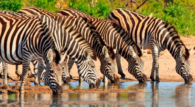 Vida silvestre. Vida silvestre.