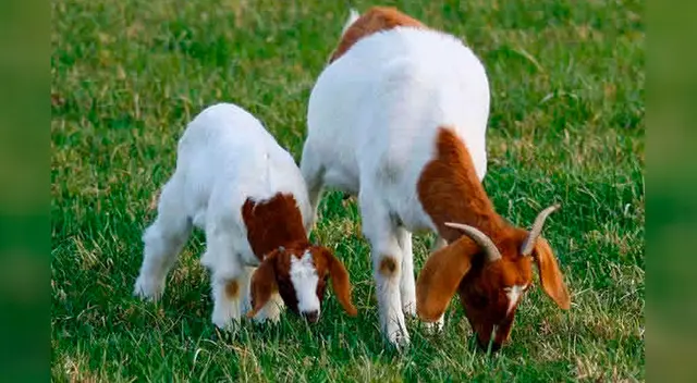 El conmovedor reencuentro entre un cabrito y su madre El conmovedor reencuentro entre un cabrito y su madre
