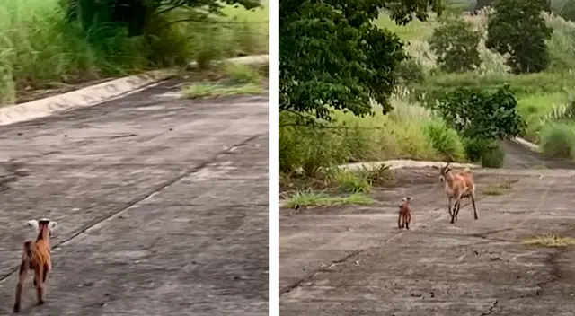 El conmovedor reencuentro entre un cabrito y su madre El conmovedor reencuentro entre un cabrito y su madre