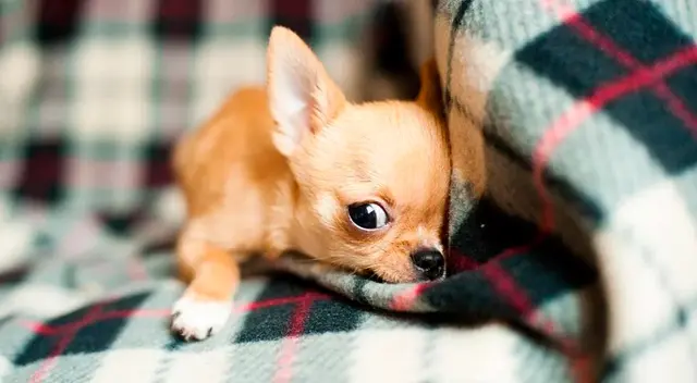 La perrita fue alimentada por la Policía de Estados Unidos. La perrita fue alimentada por la Policía de Estados Unidos.