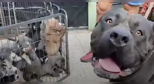 El clip cuenta con miles de reproducciones en Facebook. El clip cuenta con miles de reproducciones en Facebook.