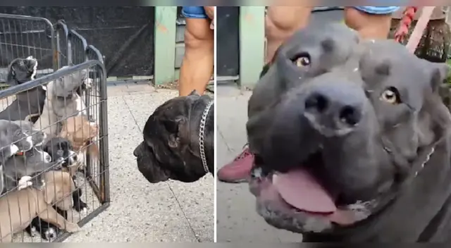 La escena causó la risa de varios usuarios en las redes sociales. La escena causó la risa de varios usuarios en las redes sociales.