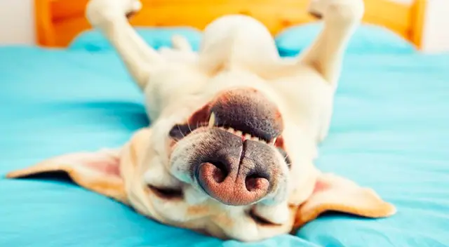 Un cachorro tuvo una increíble reacción cuando su dueño llegó a vigilar a su pequeña hija. El clip se viralizó en redes sociales. Un cachorro tuvo una increíble reacción cuando su dueño llegó a vigilar a su pequeña hija. El clip se viralizó en redes sociales.