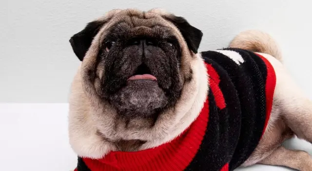 En el clip de TikTok se observa cómo el perro llega hasta su cama y al no verla ‘apta’ para descansar, voltea a mirar a su dueña con ‘fastidio’ y se queda parado hasta que le resuelvan el problema. En el clip de TikTok se observa cómo el perro llega hasta su cama y al no verla ‘apta’ para descansar, voltea a mirar a su dueña con ‘fastidio’ y se queda parado hasta que le resuelvan el problema.