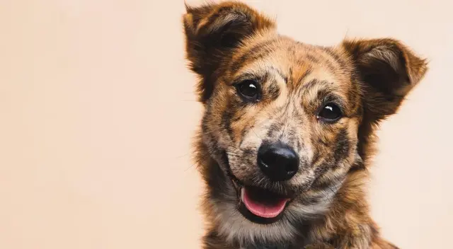 Un cachorro tuvo una increíble reacción cuando su dueño llegó a vigilar a su pequeña hija. El clip se viralizó en redes sociales. Un cachorro tuvo una increíble reacción cuando su dueño llegó a vigilar a su pequeña hija. El clip se viralizó en redes sociales.