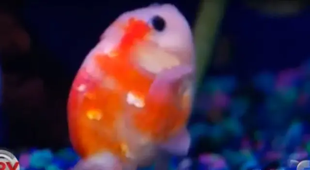 Hombre le construye una ‘silla de ruedas flotante’ a pez dorado para que pueda nadar Hombre le construye una ‘silla de ruedas flotante’ a pez dorado para que pueda nadar