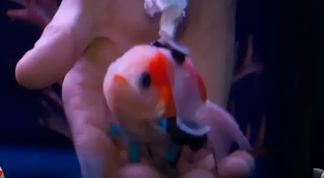 Hombre le construye una ‘silla de ruedas flotante’ a pez dorado para que pueda nadar Hombre le construye una ‘silla de ruedas flotante’ a pez dorado para que pueda nadar