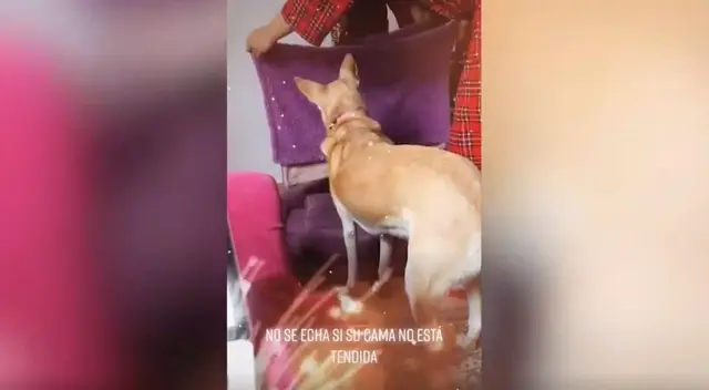 El cómico video viral de TikTok muestra cómo el ‘engreído’ perro tiene curioso comportamiento con su dueña al notar que su cama no estaba arreglada para irse a dormir. El cómico video viral de TikTok muestra cómo el ‘engreído’ perro tiene curioso comportamiento con su dueña al notar que su cama no estaba arreglada para irse a dormir.