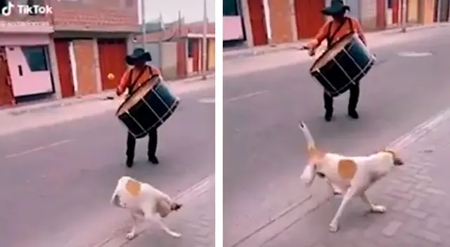 El perrito ha causado muchas risas entre los usuarios de TikTok. El perrito ha causado muchas risas entre los usuarios de TikTok.