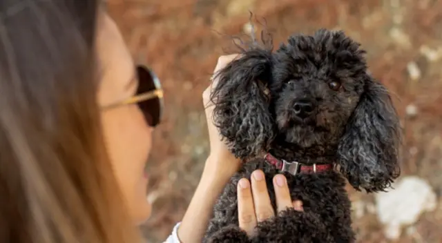 El curioso cachorro tiene un comportamiento que ha dejado sorprendidos a todos los internautas, ya que su dueña lo comprende y lo trata con mucho cariño El curioso cachorro tiene un comportamiento que ha dejado sorprendidos a todos los internautas, ya que su dueña lo comprende y lo trata con mucho cariño