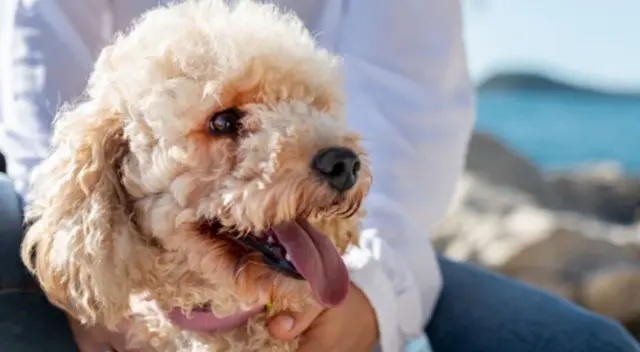 El curioso cachorro tiene un comportamiento que ha dejado sorprendidos a todos los internautas, ya que su dueña lo comprende y lo trata con mucho cariño El curioso cachorro tiene un comportamiento que ha dejado sorprendidos a todos los internautas, ya que su dueña lo comprende y lo trata con mucho cariño