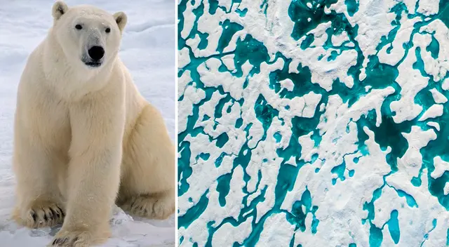 Reto visual: ¿puedes encontrar al oso en medio del Ártico de Canadá?