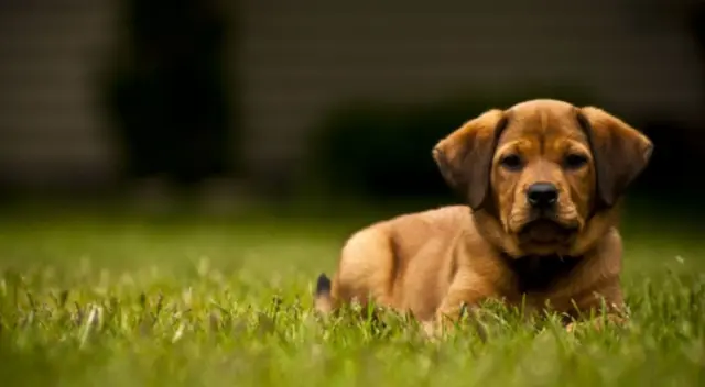 En el clip de TikTok se puede ver al perro con una curiosa actitud frente a su dueña ya que no ve su cama lista. En el clip de TikTok se puede ver al perro con una curiosa actitud frente a su dueña ya que no ve su cama lista.