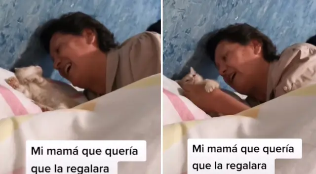 La gatita se ganó el cariño de todos en la familia. La gatita se ganó el cariño de todos en la familia.