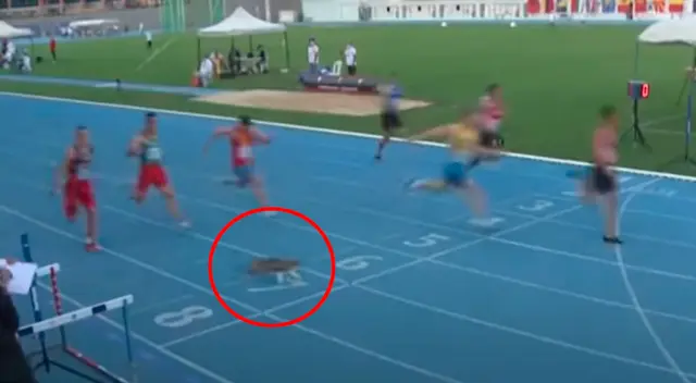 Travieso gato cruzó por el medio de pista de atletismo en Turquía. Travieso gato cruzó por el medio de pista de atletismo en Turquía.