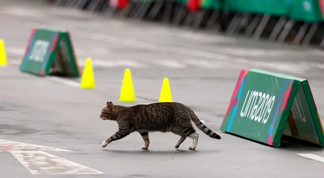 Travieso gato cruzó por el medio de pista de atletismo en Turquía. Travieso gato cruzó por el medio de pista de atletismo en Turquía.
