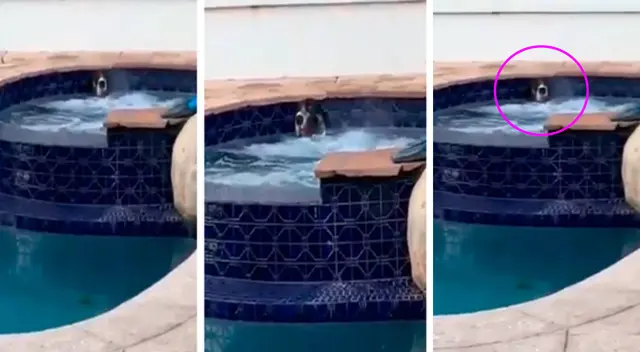 El perro disfrutó de una tarde en el jacuzzi. El perro disfrutó de una tarde en el jacuzzi.