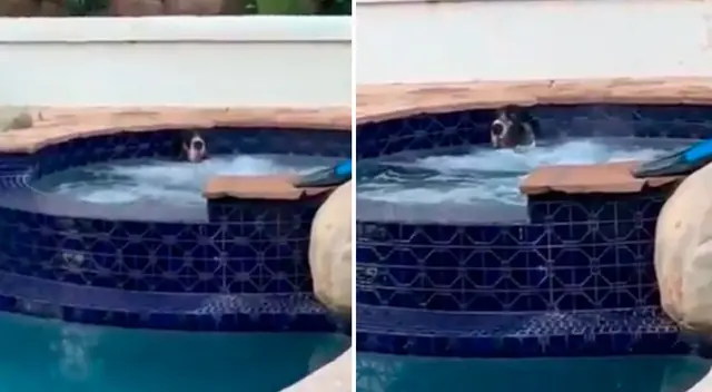 El perro disfrutó de una tarde en el jacuzzi. El perro disfrutó de una tarde en el jacuzzi.