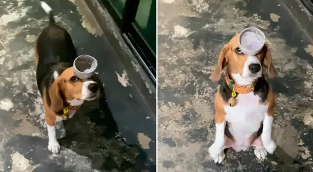 El clip cuenta con miles de reproducciones en TikTok.