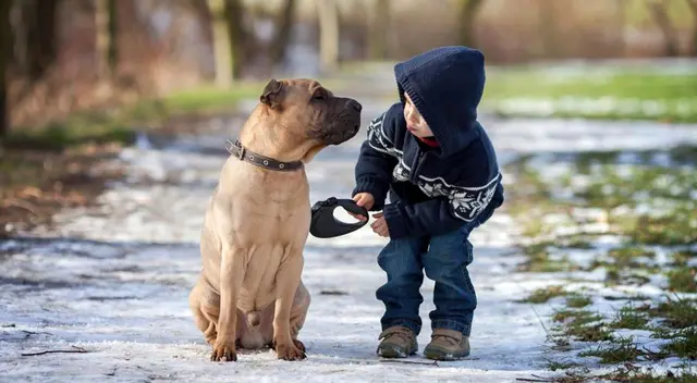 El clip dejó a miles de internautas sorprendidos por la gran capacidad auditiva del cachorro al responderle a su dueña mientras le daba de comer a su hija. El clip dejó a miles de internautas sorprendidos por la gran capacidad auditiva del cachorro al responderle a su dueña mientras le daba de comer a su hija.