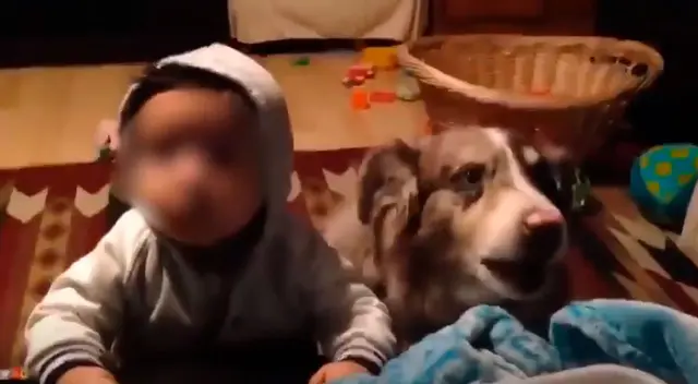 El clip dejó a miles de internautas sorprendidos por la gran capacidad auditiva del cachorro al responderle a su dueña mientras le daba de comer a su hija. El clip dejó a miles de internautas sorprendidos por la gran capacidad auditiva del cachorro al responderle a su dueña mientras le daba de comer a su hija.