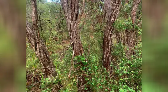 El reto visual que casi nadie ha podido resolver. Encuentra a la serpiente.