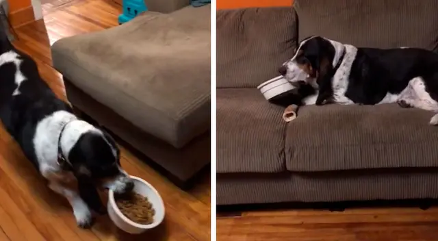 El perrito imitó a su dueño y causó furor en TikTok. El perrito imitó a su dueño y causó furor en TikTok.