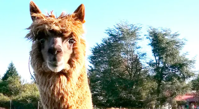Alpaca Buddha, camélido usado para el estudio. Alpaca Buddha, camélido usado para el estudio.