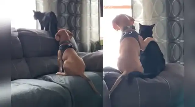 El increíble momento tocó el corazón de miles de usuarios en las redes sociales.