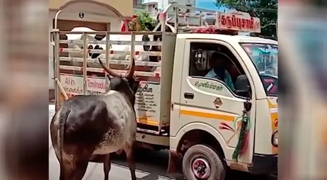 El toro corrió detrás del auto de carga donde estaban llevándose a su 'amada'. El toro corrió detrás del auto de carga donde estaban llevándose a su 'amada'.