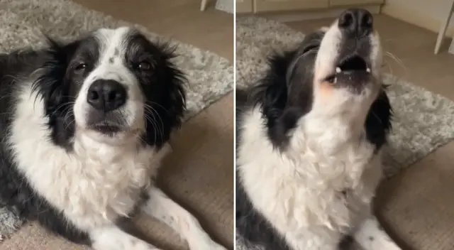 La perrita acompañó a su dueña cantando una balada. La perrita acompañó a su dueña cantando una balada.