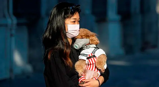 El perrito sorprendió a todos los usuarios de las redes sociales. El perrito sorprendió a todos los usuarios de las redes sociales.