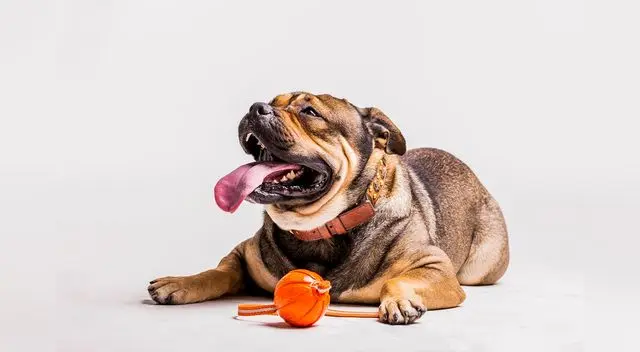 El perrito sorprendió a todos los usuarios de las redes sociales. El perrito sorprendió a todos los usuarios de las redes sociales.