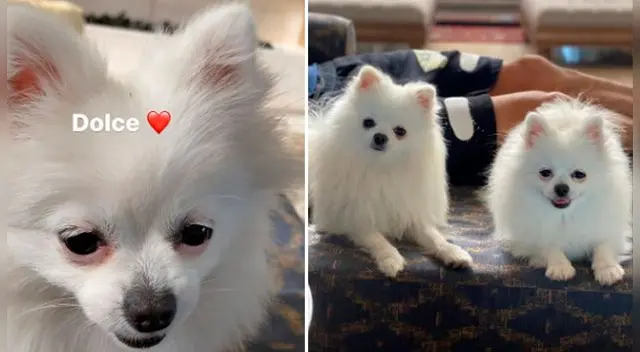 El perrito sorprendió a todos los usuarios de las redes sociales. El perrito sorprendió a todos los usuarios de las redes sociales.