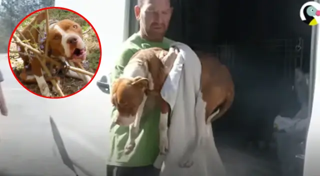 La perrita fue rescatada por un hombre que se encontraba caminando en el bosque.