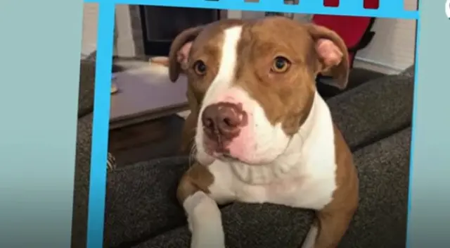 La perrita fue rescatada por un hombre que se encontraba caminando en el bosque.