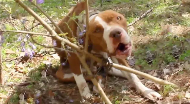 La perrita fue rescatada por un hombre que se encontraba caminando en el bosque.