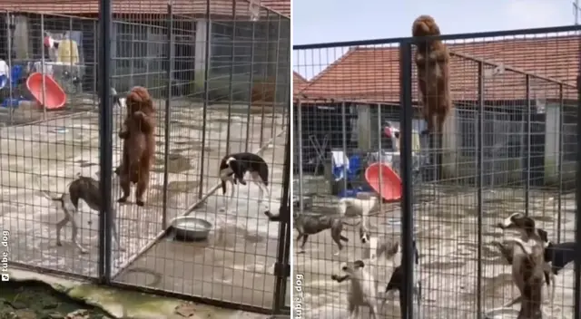 El cachorro le enseñó a sus amigos a escapar de la jaula. El cachorro le enseñó a sus amigos a escapar de la jaula.