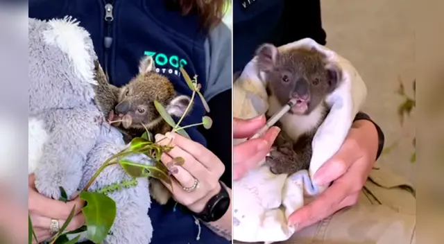 La tierna escena cautivó a los usuarios en las redes sociales.