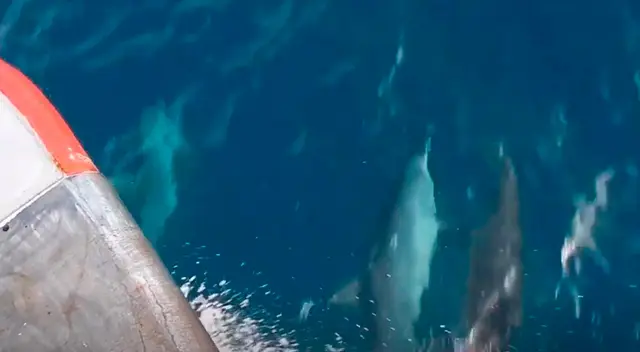 Joven capta el tierno momento entre dos delfines Joven capta el tierno momento entre dos delfines
