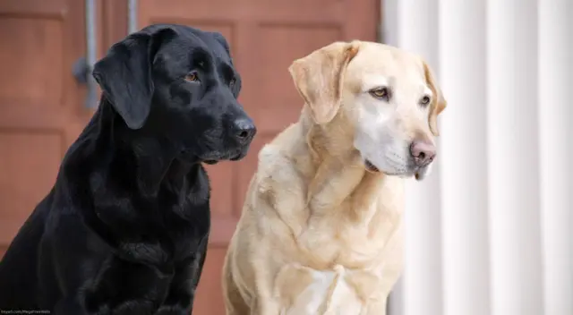 Dos cachorros fueron captados en plena charla en un parque de Estados Unidos. Los internautas se quedaron impresionados por el nivel de concentración de los animales. Dos cachorros fueron captados en plena charla en un parque de Estados Unidos. Los internautas se quedaron impresionados por el nivel de concentración de los animales.