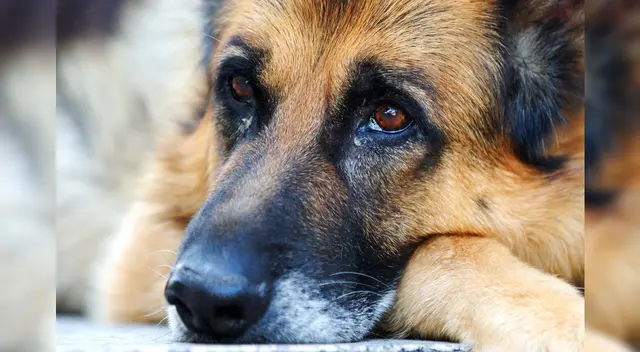 En el video fue publicado en la red social Douyin, una versión china de TikTok.