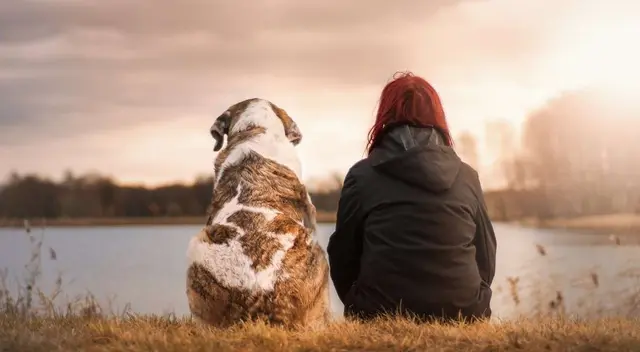 El perrito sorprendió a todos los usuarios de las redes sociales. El perrito sorprendió a todos los usuarios de las redes sociales.