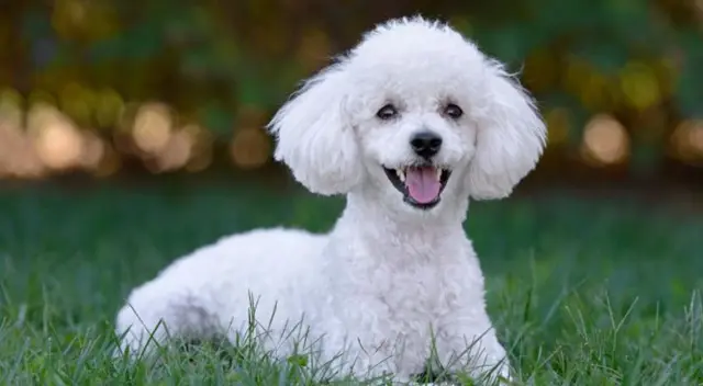 El clip dejó a miles de internautas sorprendidos por la gran capacidad auditiva del cachorro al responderle a su dueña mientras le daba de comer a su hija. El clip dejó a miles de internautas sorprendidos por la gran capacidad auditiva del cachorro al responderle a su dueña mientras le daba de comer a su hija.
