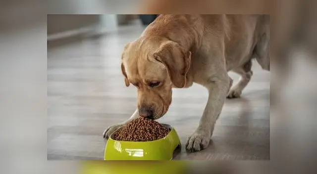 El clip dejó a miles de internautas sorprendidos por la gran capacidad auditiva del cachorro al responderle a su dueña mientras le daba de comer a su hija. El clip dejó a miles de internautas sorprendidos por la gran capacidad auditiva del cachorro al responderle a su dueña mientras le daba de comer a su hija.